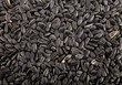 pips of sunflower