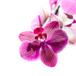 Photo: Pink orchid flower Pink orchid flower