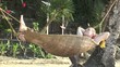Video: repos repos