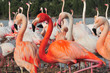 Flamingo.