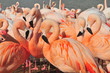 Flamants roses.