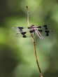Eight-spotted Skimmer Dragonfly Perched on Twig