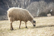 Sheep in the pasture