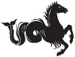 hippocampus sea horse
