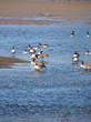 Foto: Canada Geese at Parrog Beach Newport Pembs Canada Geese at Parrog Beach Newport Pembs