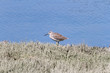 Foto: Greater Yellowlegs Greater Yellowlegs