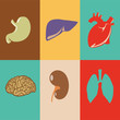 Vector illustration of human organs