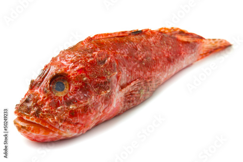 Photo: Redfish isolated on white background Redfish isolated on white background