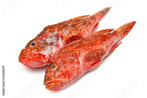 Photo: Redfish Redfish