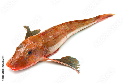 Photo: Redfish Redfish