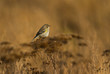 Foto: yellow-rumped warbler yellow-rumped warbler