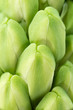 Unblown hyacinth