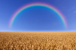 weizenfeld mit regenbogen