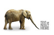 Foto: Complete elephant on white Complete elephant on white