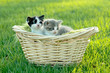 Kittens Outdoors in Natural Light