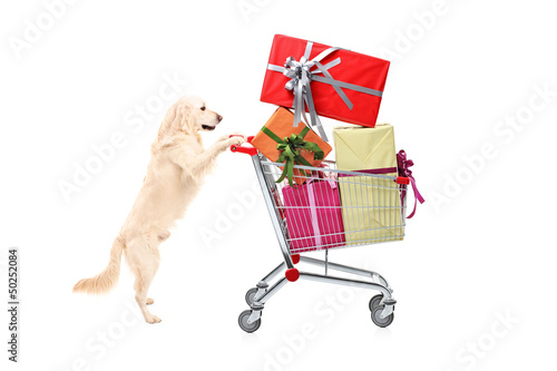 Photo: Retriever dog pushing a shopping cart full of wrapped presents Retriever dog pushing a shopping cart full of wrapped presents