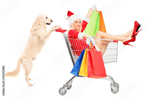 Photo: Retriever dog pushing a woman wearing Santa Claus costume in a s Retriever dog pushing a woman wearing Santa Claus costume in a s