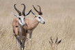 A group of Springboks in the Etosha national park in Namibia