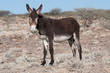 Standing donkey