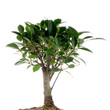 Chinese green bonsai tree