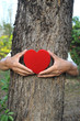 Photo: love tree love tree