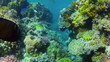 Coral and fish in the Red Sea.Egypt