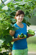 woman picking cucumber