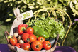 fresh bio vegetables