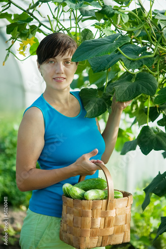 Photo: woman picking cucumber woman picking cucumber