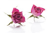 Dried rose.