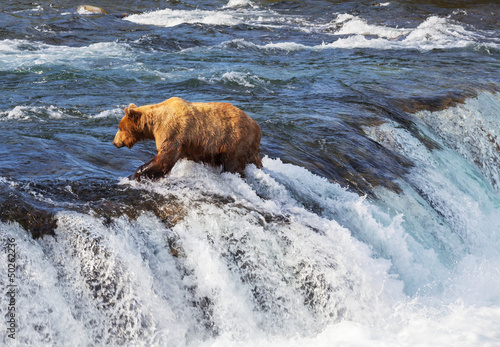 Photo: Bear on Alaska Bear on Alaska