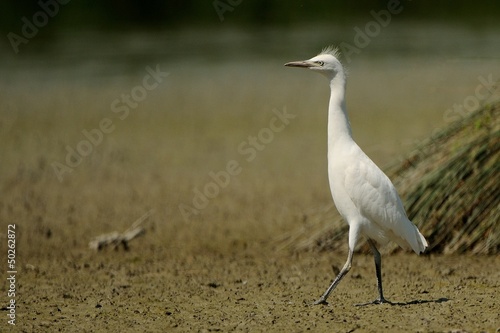 Photo: Airone guardabuoi juv Airone guardabuoi juv