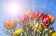 Tulpen