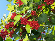Snowball tree.