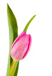 Photo: Tulip Tulip