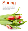 Photo: Tulips Tulips