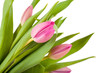 Photo: Tulips Tulips