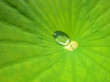 Lotusblatt