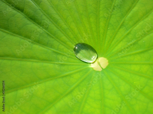Photo: Lotusblatt Lotusblatt