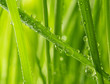 fresh grass with water drops