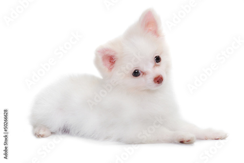 Photo: Chihuahua puppy in studio Chihuahua puppy in studio