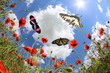 Butterflies