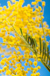 Photo: Spring bouquet with a branch of a blossoming mimosa Spring bouquet with a branch of a blossoming mimosa