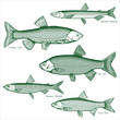 Fish freshwater vector-6
