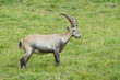 Alpine Ibex walking in gras.