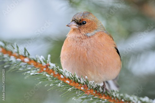 Photo: Chaffinch sitting on a spruce branch. Chaffinch sitting on a spruce branch.