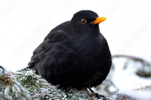 Photo: Blackbird sitting on a spruce branch Blackbird sitting on a spruce branch