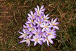 pale crocus wide open to the sun