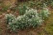 Snowdrops in Spring