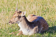Portrait Damwild